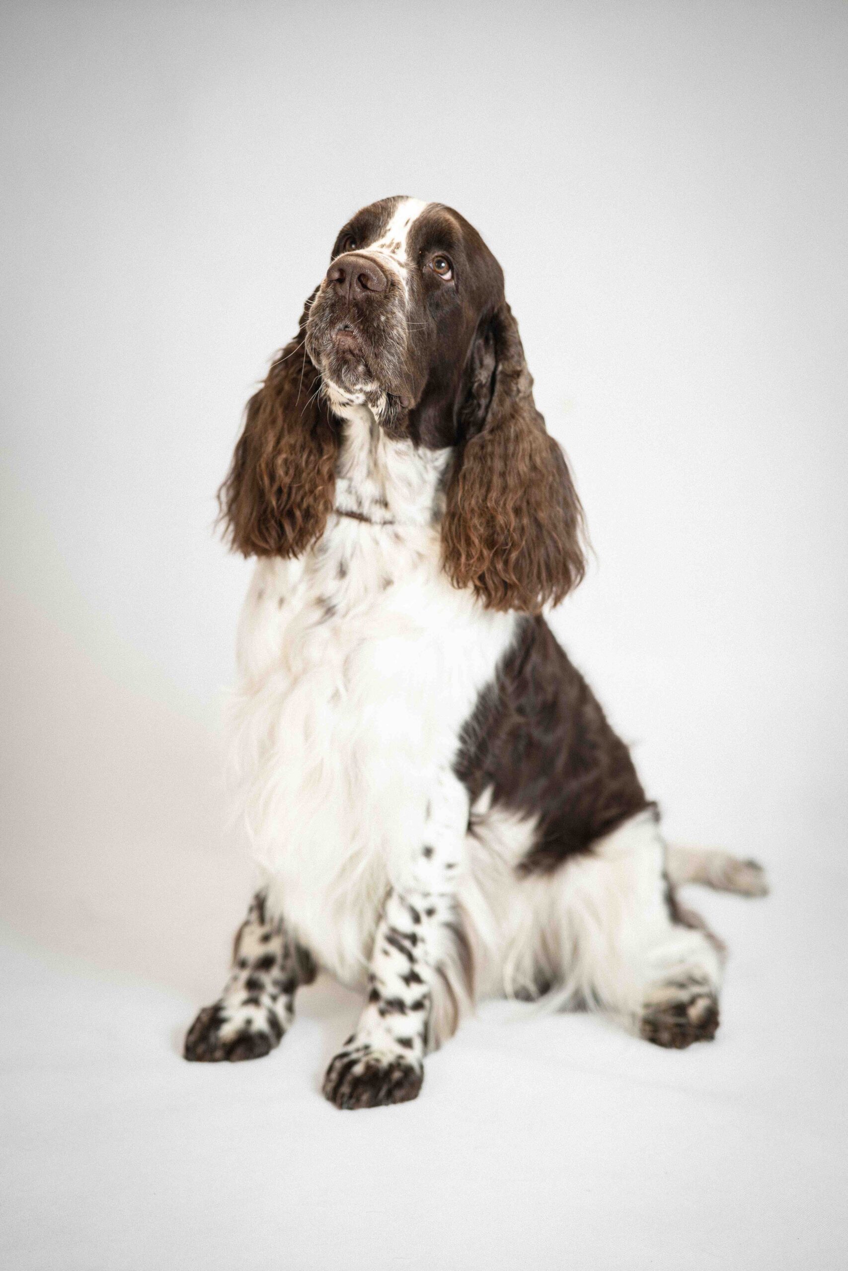 Kutyás fotózás blank