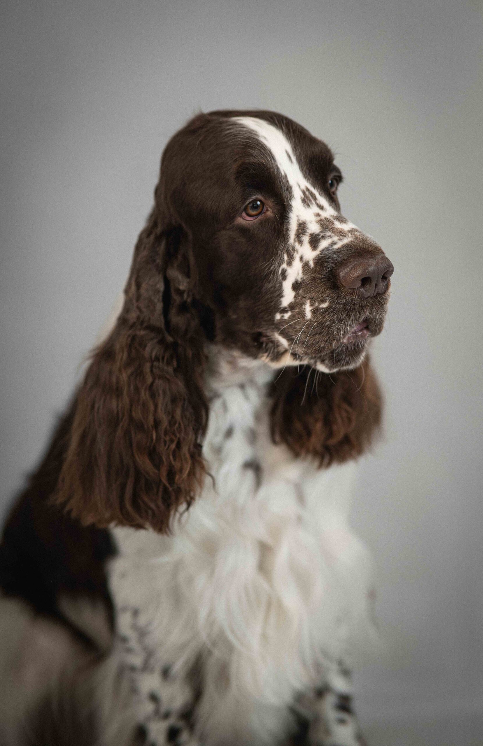 Kutyás fotózás blank